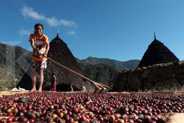 Meneropong geliat kopi lokal merajai nusantara 