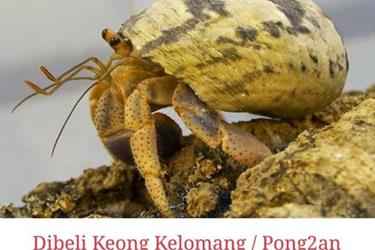 Usaha Sampingan Setrum Ikan Belut