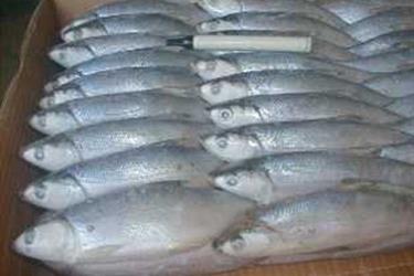 Frozen Milkfish