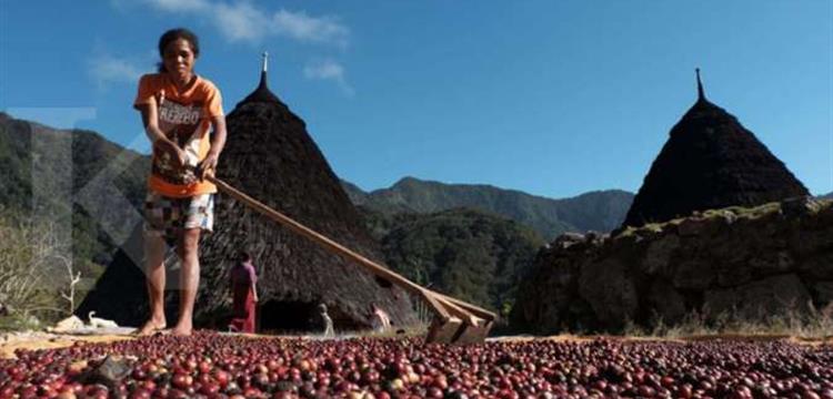 Meneropong geliat kopi lokal merajai nusantara 