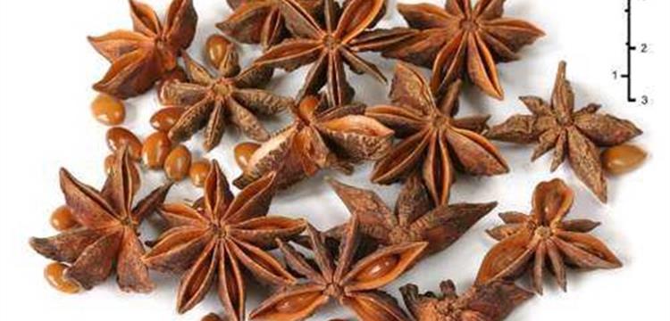 Dibeli Bunga Pekak Lawang (Illicium Verum)