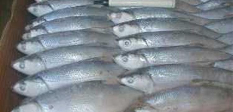 Frozen Milkfish